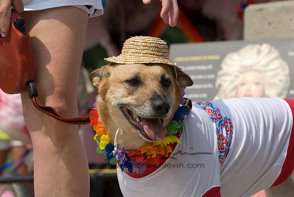 AVAM - Pets on Parade 2006