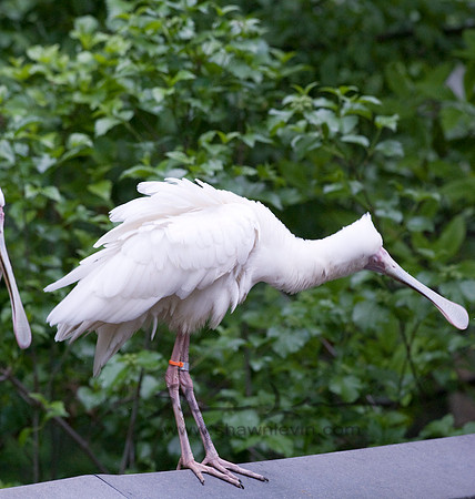 Birds 05112008_0017