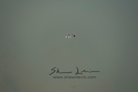 _DSF5279