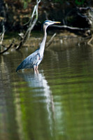 Hunting Creek 05232009_0023.jpg