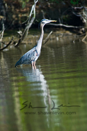 Hunting Creek 05232009_0023.jpg