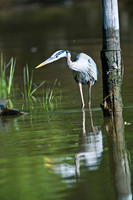 Hunting Creek 05232009_0053.jpg