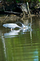 Hunting Creek 05232009_0029.jpg