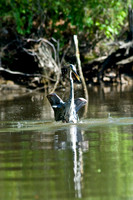 Herons