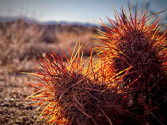 Joshua Tree 122012_20121222_0337