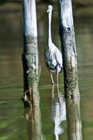 Hunting Creek 05232009_0050.jpg
