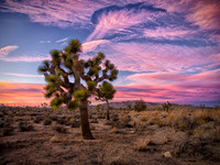 Joshua Tree 122012_20121222_0384
