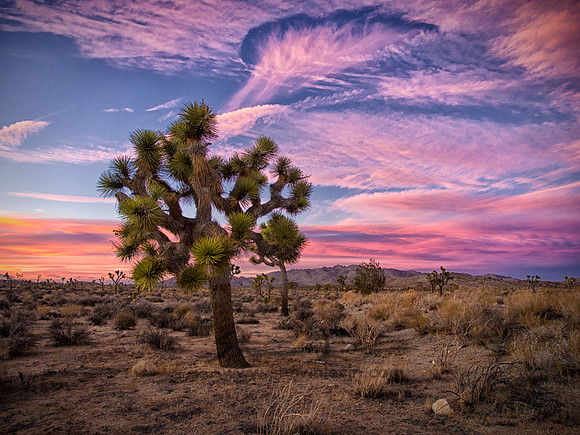 Joshua Tree 122012_20121222_0384