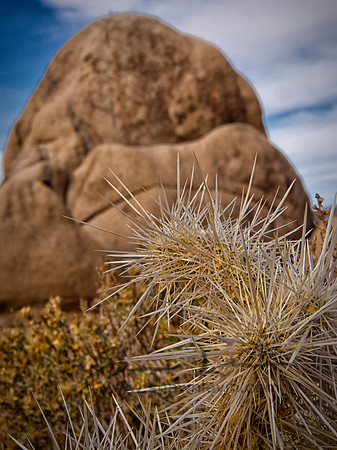 Joshua Tree 122012_20121223_0066