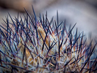 Joshua Tree 122012_20121222_0328