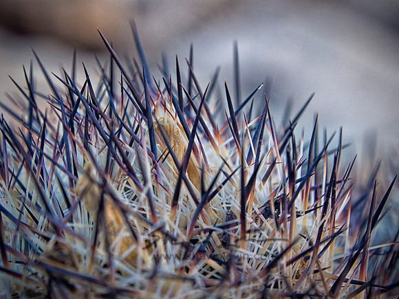 Joshua Tree 122012_20121222_0328