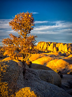 Joshua Tree 122012_20121222_0367