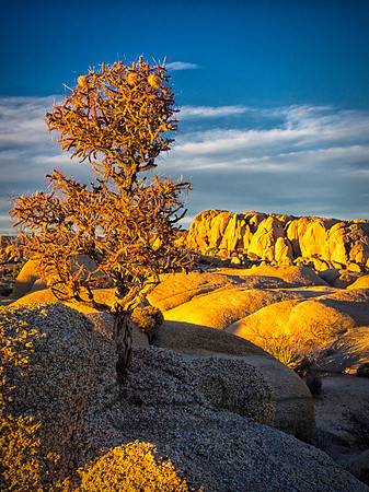 Joshua Tree 122012_20121222_0367