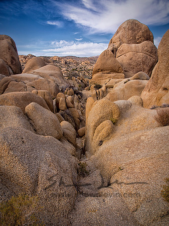 Joshua Tree 122012_20121223_0058