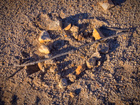 Joshua Tree 122012_20121222_0358