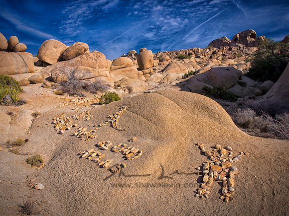 Joshua Tree 122012_20121223_0102
