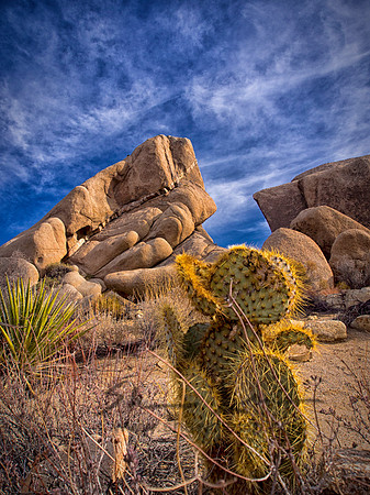 Joshua Tree 122012_20121223_0124