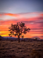 Joshua Tree 122012_20121222_0388