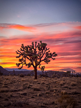 Joshua Tree 122012_20121222_0388