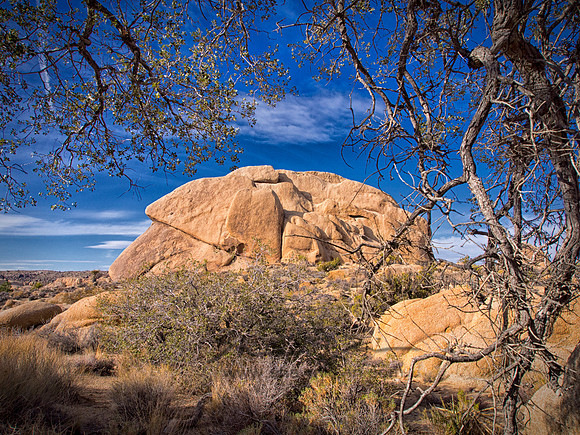 Joshua Tree 122012_20121223_0096
