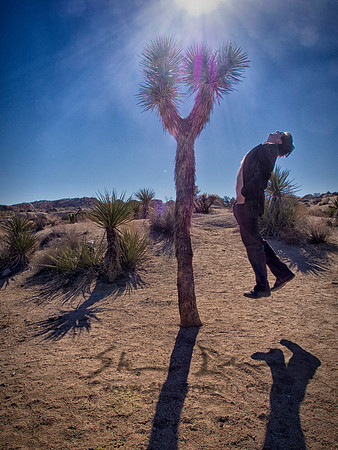 Joshua Tree 122012_20121222_0262