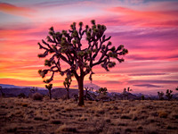 Joshua Tree 122012_20121222_0390