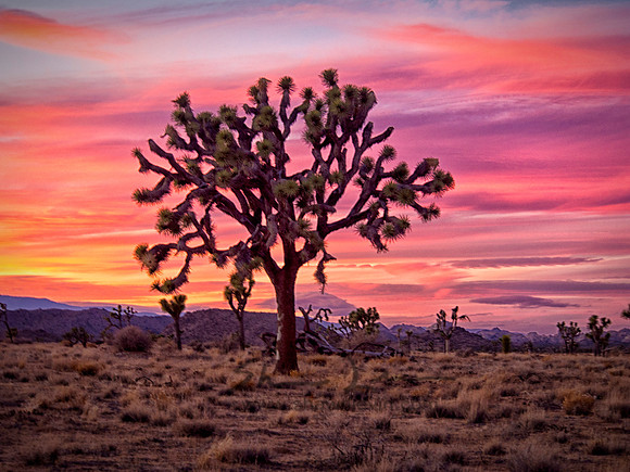 Joshua Tree 122012_20121222_0390