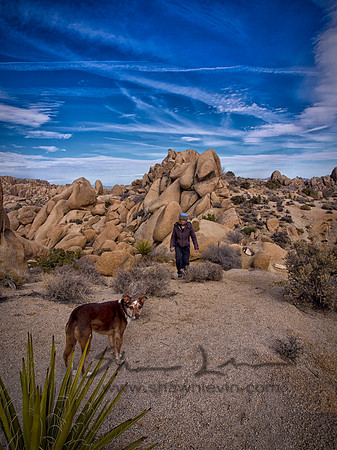 Joshua Tree 122012_20121223_0048