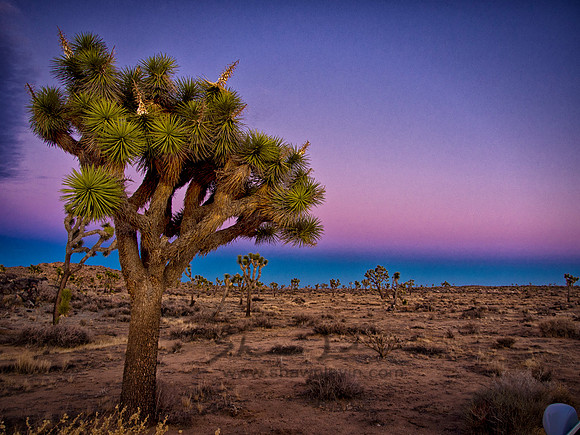 Joshua Tree 122012_20121222_0394