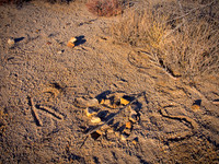 Joshua Tree 122012_20121222_0361
