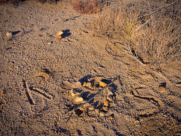 Joshua Tree 122012_20121222_0361