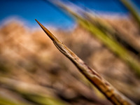 Joshua Tree