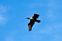 Cormorants