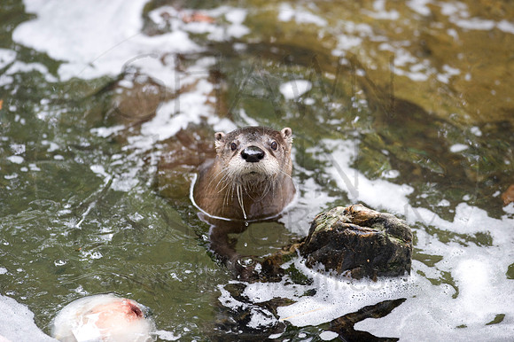 MD Zoo Otters SDL 0015