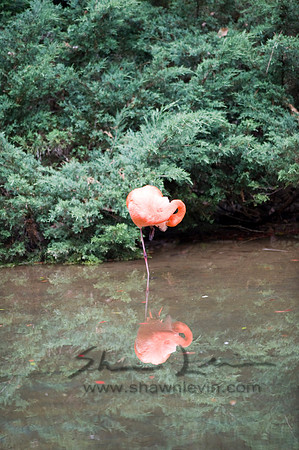 Flamingos 05112008_0006