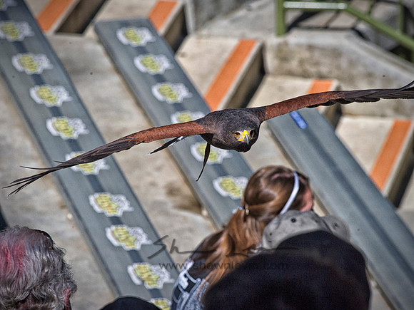_SDL9544
