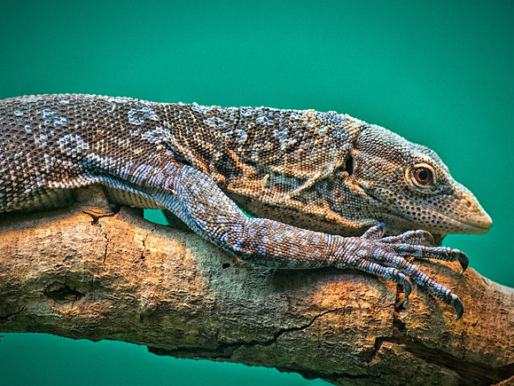 _SDL9721