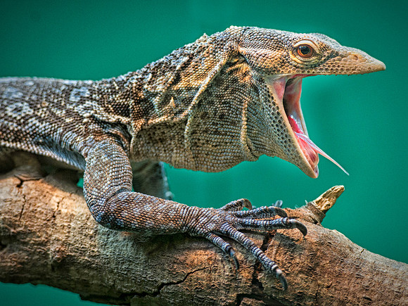 _SDL9728
