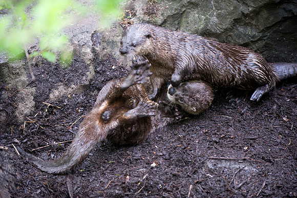MD Zoo Otters SDL 0161