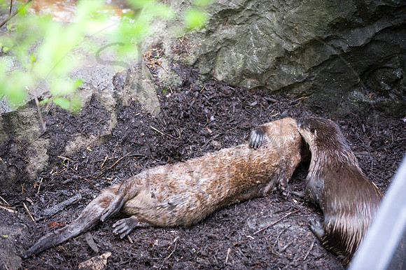 MD Zoo Otters SDL 0149