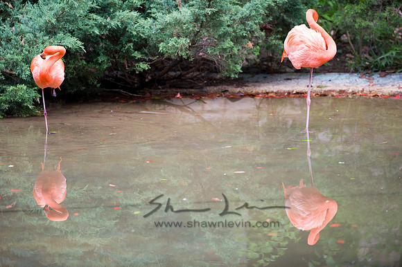 Flamingos 05112008_0028