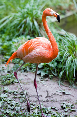 Flamingos 05112008_0018