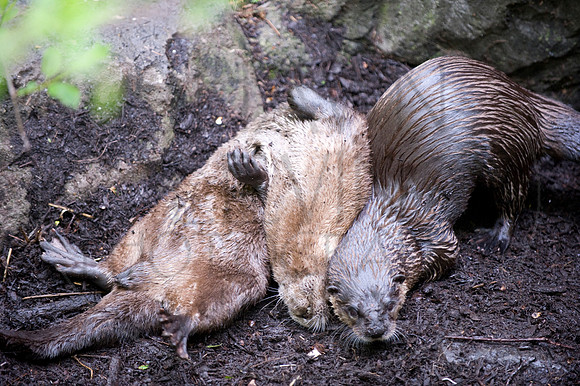 MD Zoo Otters SDL 0163