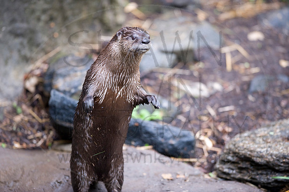 MD Zoo Otters SDL 0080