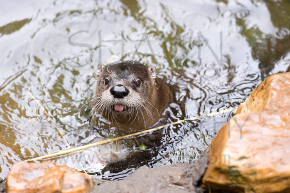 MD Zoo Otters SDL 0022