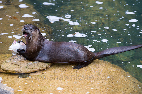 MD Zoo Otters SDL 0063