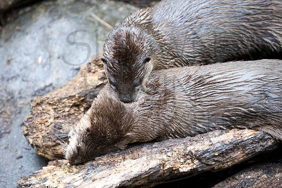 MD Zoo Otters SDL 0119