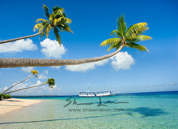 Dive boat under Tree