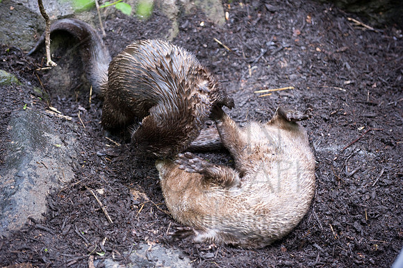MD Zoo Otters SDL 0174