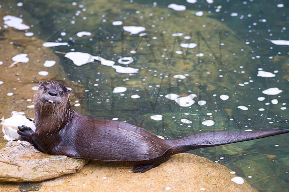 MD Zoo Otters SDL 0067